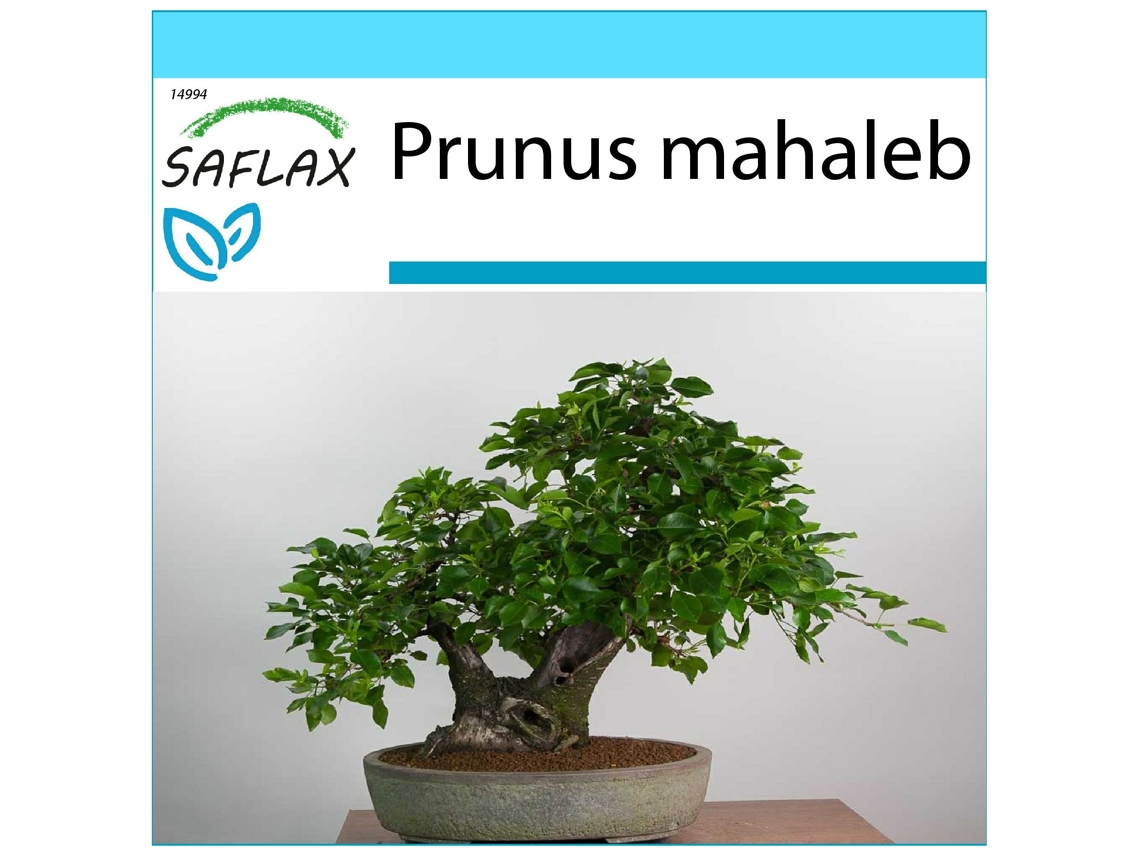 SAFLAX Conjunto de Presente Cerejeira Prunus Mahaleb 30 Sementes com Caixa de Presente Etiqueta de Envio Vale-Presente e Meio de Cultivo