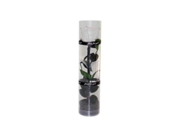 Rosa Preservada Real Com Caule E Folhas, Cor Durável, Embalagem Transparente, 27cm, Diâmetro 4.5cm Branco