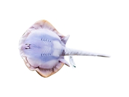 GABY The Bluespotted Stingray Mini