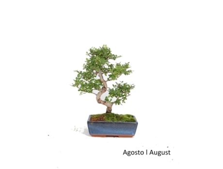 Bonsai Ulmeiro de 10 Anos LUSO BONSAI