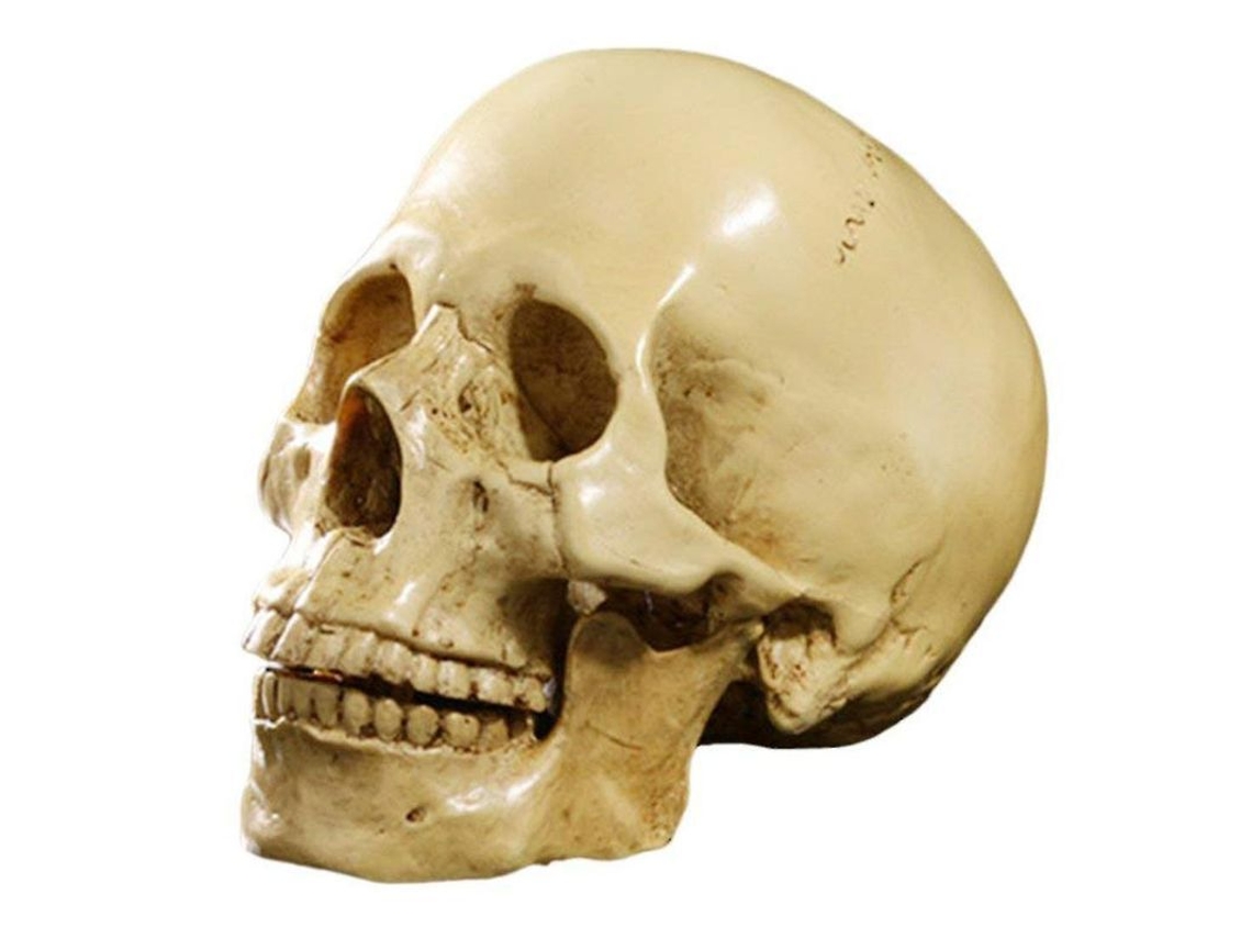 Cranio Humano Anatômico em Resina 1:1, Amarelo, Nova Line