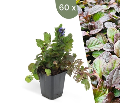 | 60 Plantas De Günsel | Ajuga Reptans | Cobertura Do Solo Resistente | Perenes Resistentes | Plantas De Jardim Resistentes Plants By Frank