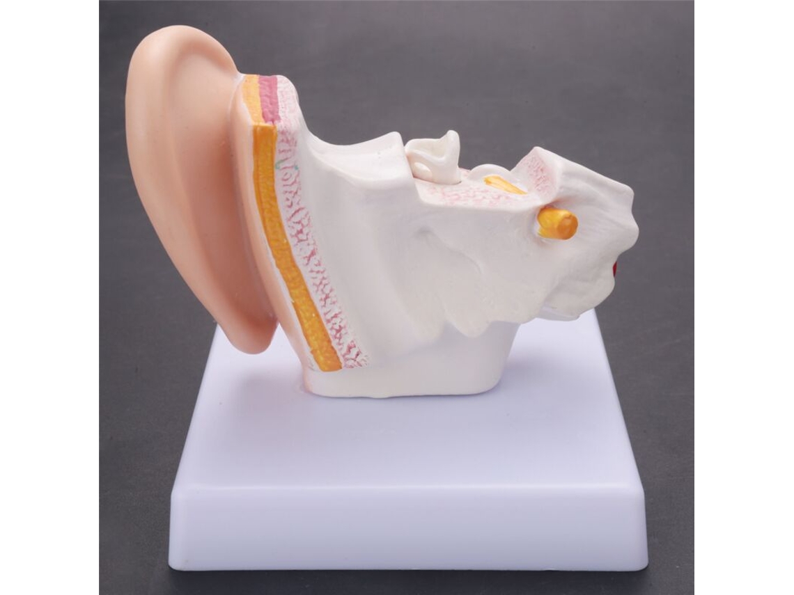 Modelo Da Anatomia Orelha Humana Multiplicado Por 1, 5 Mostra A Estrutura Dos Órgãos Da Orelha Central E Externa(material Didático)