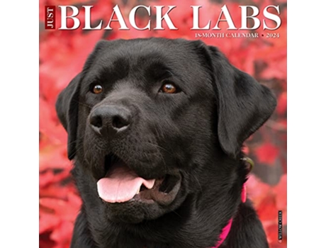 Livro Just Black Labs 2024 12 X 12 Wall Calendar de Willow Creek Press (Inglês)