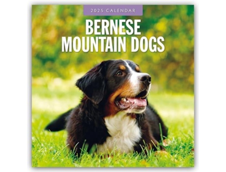 Livro Bernese Mountain Dogs 2025 Square Wall Calendar de Red Robin (Inglês)