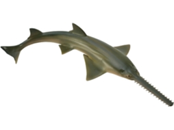 Figura COLLECTA Sawfish