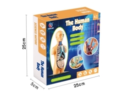 Kit Stem Brinquedos Educativos Infantis, Ciência, Jogos Stem, Esqueleto Humano Composto, Anatomia, Rgos, Ossos, Kit De Brinquedos Lurelia