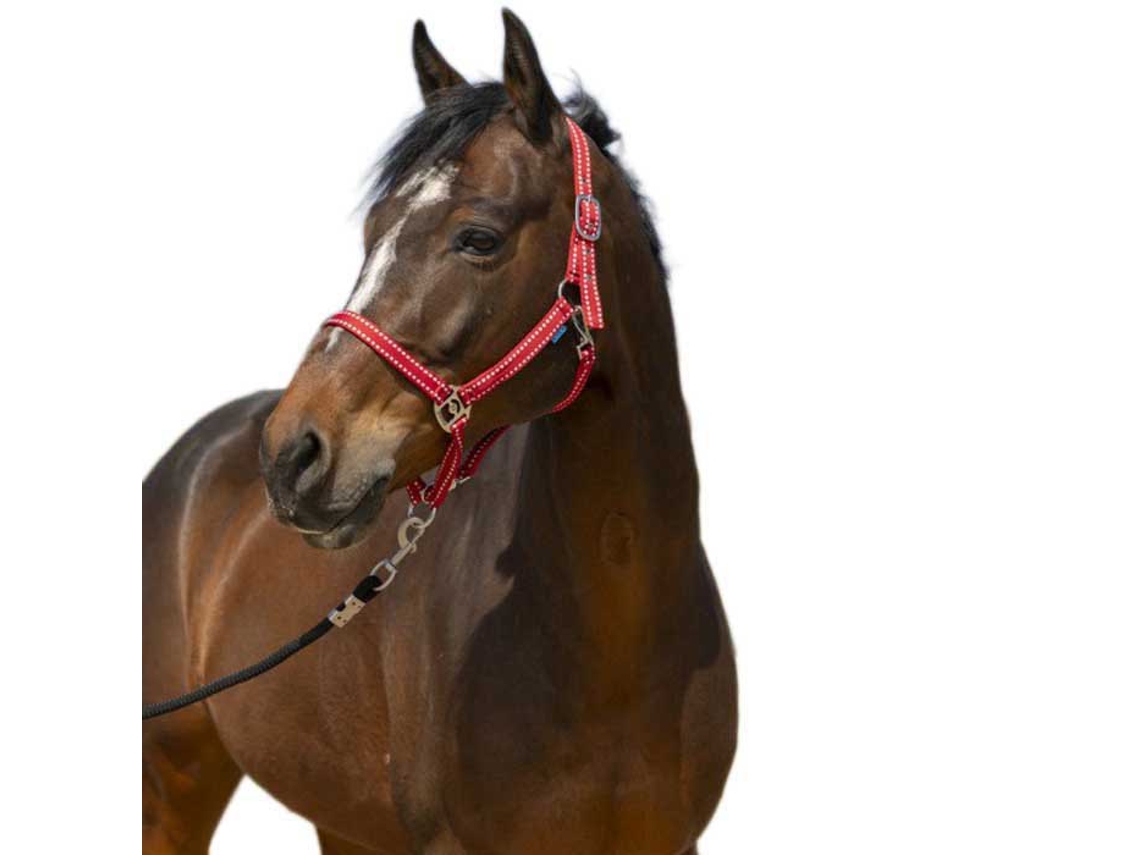 Cabeçada Grooming Vermelho Ponynorton Equestrian