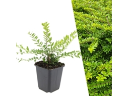 48 Plantas de Madressilva Lonicera Nitida 'maigrün' Cobertura resistente Perene (LxAxP cm)