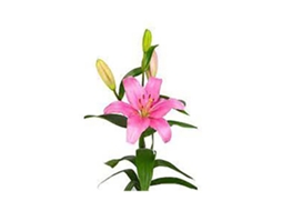 Liliums La | Flor Natural | Ramo De 10 Tallos | 80cm De Alto Rosa