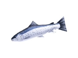 GABY The Sea Trout Giant