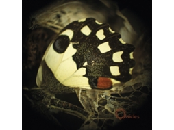 Vinil Ossicles - Music For Wastelands