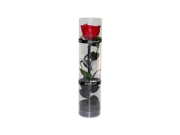 Omni rosa Preservada Real, Rosa Eterna, Duradera Y Natural Con Tallos Y Hojas Reales para Regalo Vermelho
