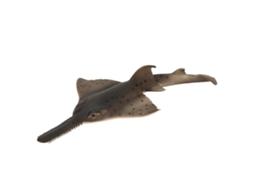 Primerox brinquedo Educativo de Peixe Simulado Decorativo para Crianças em Plástico de Alta Qualidade