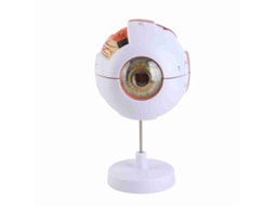 Modelo Anatomico De Ojo Humano 6x Agrandado 7 Partes Desmontable Para Ensenanza Educacion Decoracion