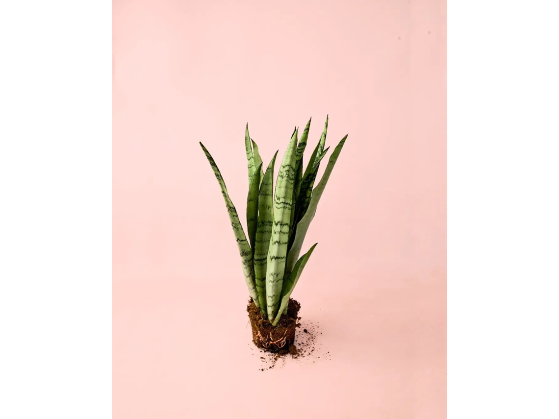 Sansevieria Silver Zeylanica M | Planta Natural Elegante De Interior | Vaso Ø12 Cm | Pur Plant
