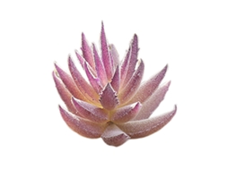 Planta Suculenta Aloe Vera Presente Grátis Para Artesanato