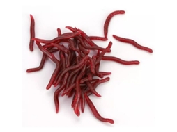 Iscas Artificiais De Minhoca 50 Unidades 3,5cm Vermelho Para Truta Marrom, Barbo, Água Doce E Salgada