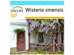 SAFLAX Conjunto de Presente Glicínias Wisteria Sinensis 4 Sementes com Caixa de Presente Etiqueta de Envio Vale-Presente e Meio de Cultivo