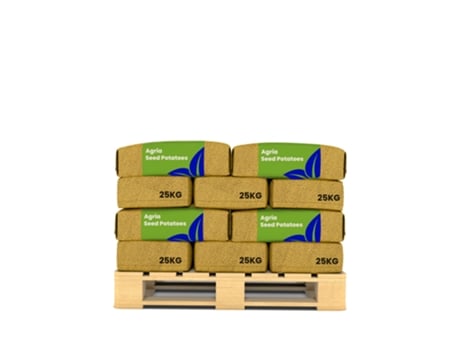 Batata De Semente - Agria A 28/35 - 500 Kg - Organifer