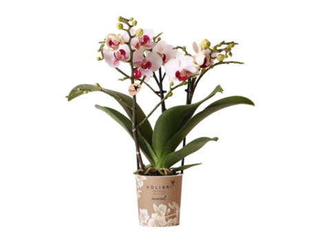 Orquídeas Beija-Flor Orquídea Phalaenopsis Branca Mineral Gibraltar Tamanho Do Vaso 9Cm Recém-Chegada Do Produtor KOLIBRI ORCHIDS