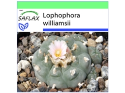 SAFLAX Garden To Go Cacto Peyotl Lophophora Williamsii 20 Sementes com Vaso Tampa Climática e Substrato de Cultivo