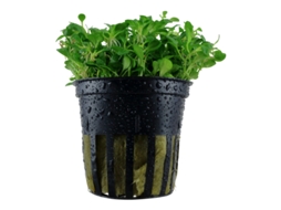 Glossostigma Elatinoides