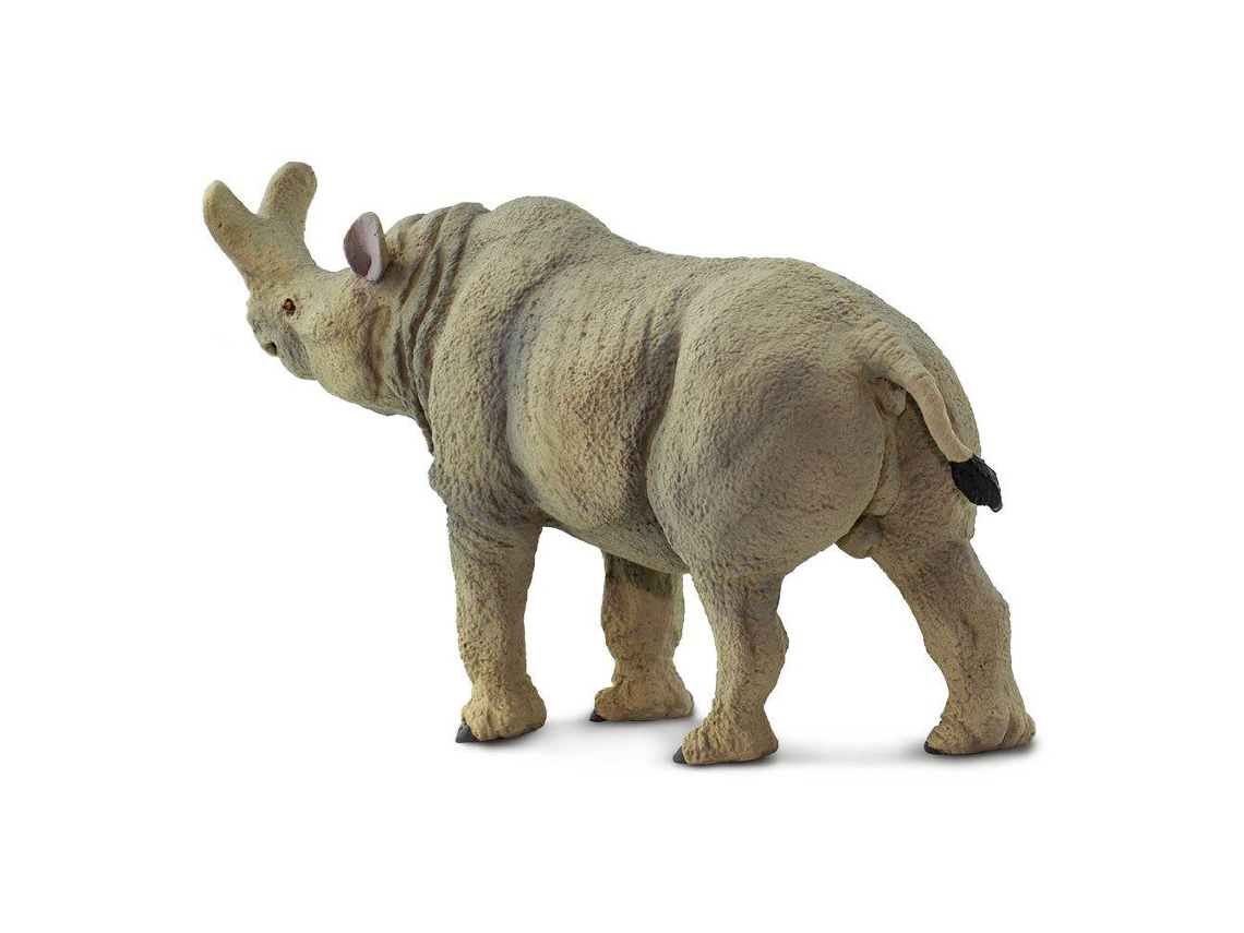 SAFARI Megacerops
