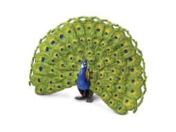 SAFARI Peacock