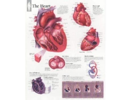 Livro The Heart chart Wall Chart de Scientific Publishing (Inglês)