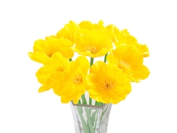 Laxiscreed Mini Flor Poppy Amarela 10 Peças Com Haste De Plástico E Arame De Ferro