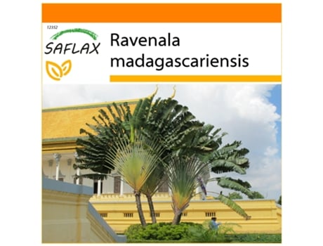 SAFLAX Garden In The Bag Árvore Do Viajante Ravenala Madagascariensis 8 Sementes com Substrato de Cultivo em Saco Prático e Automontante
