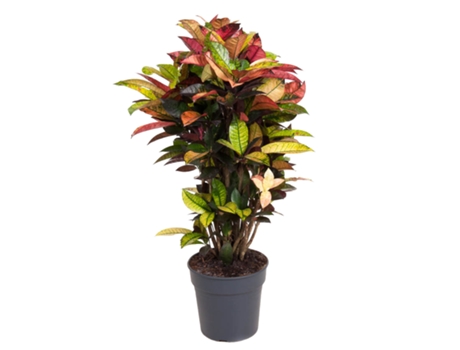 Plantas Verdes PLANT IN A BOX Codiaeum Variegatum 'Mrs. Iceton' Conjunto de 1 Pote 27Cm Altura 110-120Cm