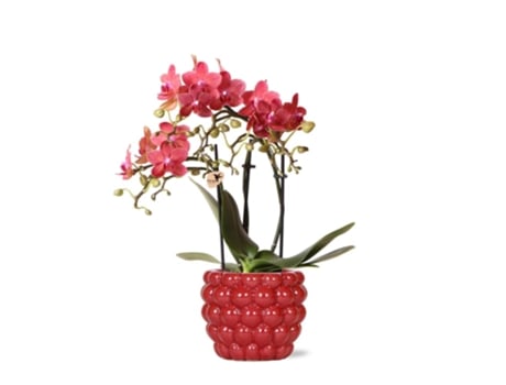 KOLIBRI Orchids Orquídea Phalaenopsis Vermelha Vaso Ornamental Congo Baga Tamanho Do Vaso 9Cm 40Cm de Altura Planta de Casa com Flor
