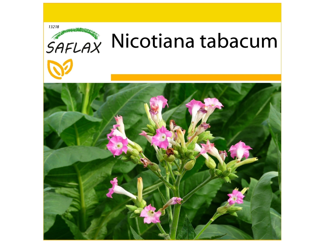 SAFLAX Conjunto de Cultivo Tabaco Virgínia Genuíno Nicotiana Tabacum 250 Sementes com Mini Estufa Substrato de Cultivo e 2 Vasos