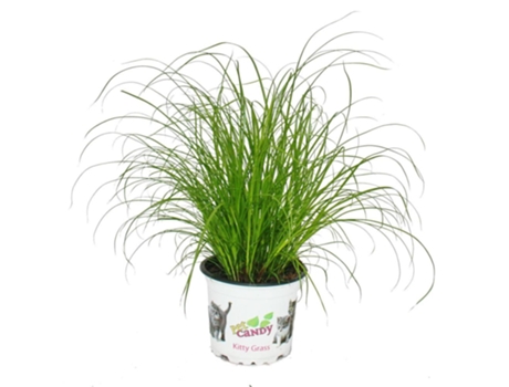Erva-Dos-Gatos Cyperus Alternifolius 3 Plantas para Apoiar a Digestão dos Gatos EXOTENHERZ