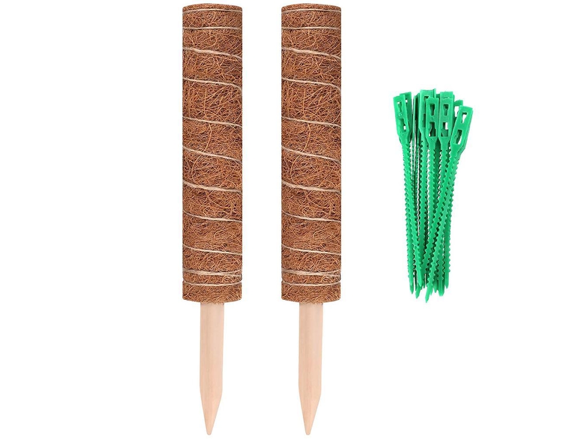 2 Polos De Musgo Para Planta De Queijo Com 20 Laços