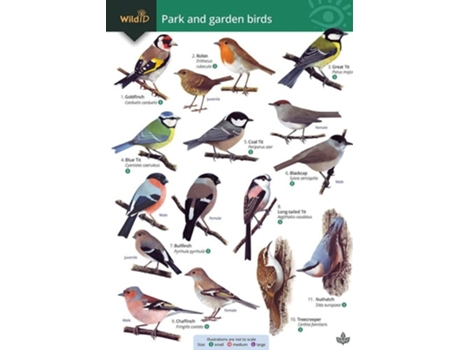 Livro Park and garden birds de Rebecca Farley-Brown (Inglês)
