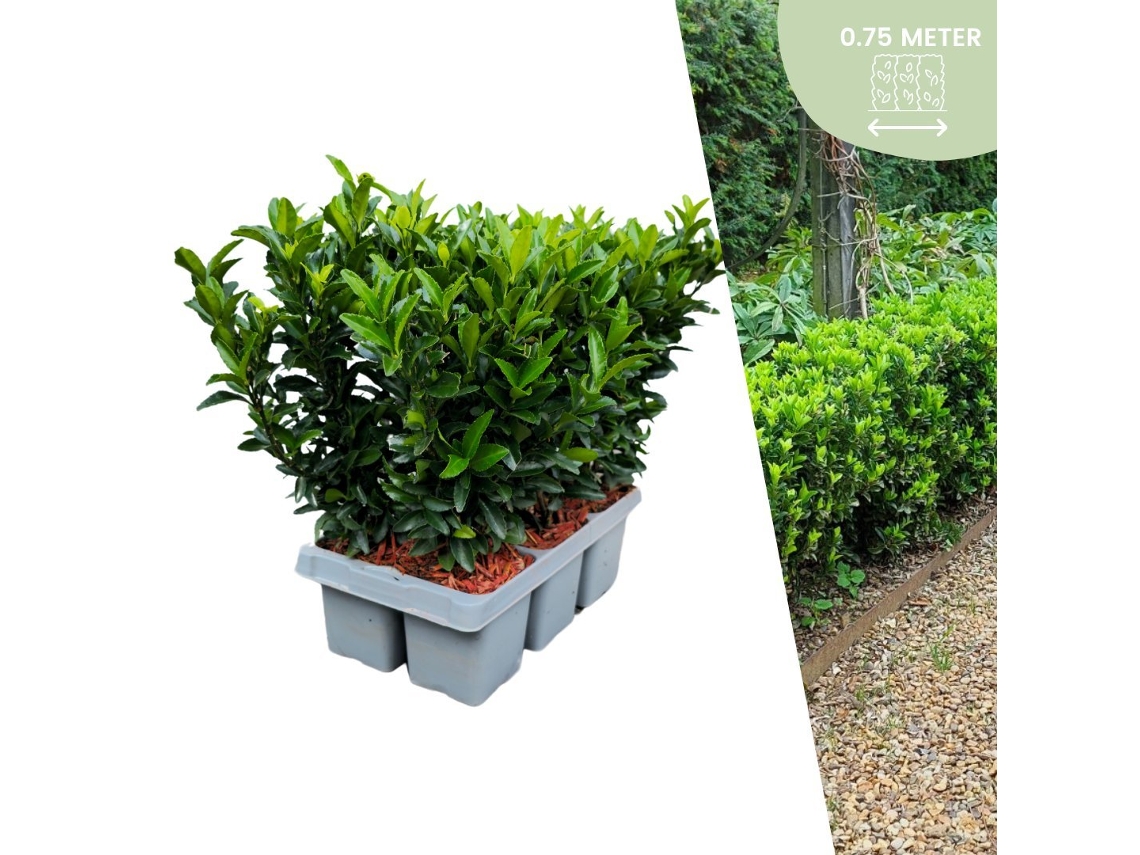 6 plantas de sebe verde spirea | Euonymus japonicus Green Spire | Substituição de buxo | plantas de sebe resistentes