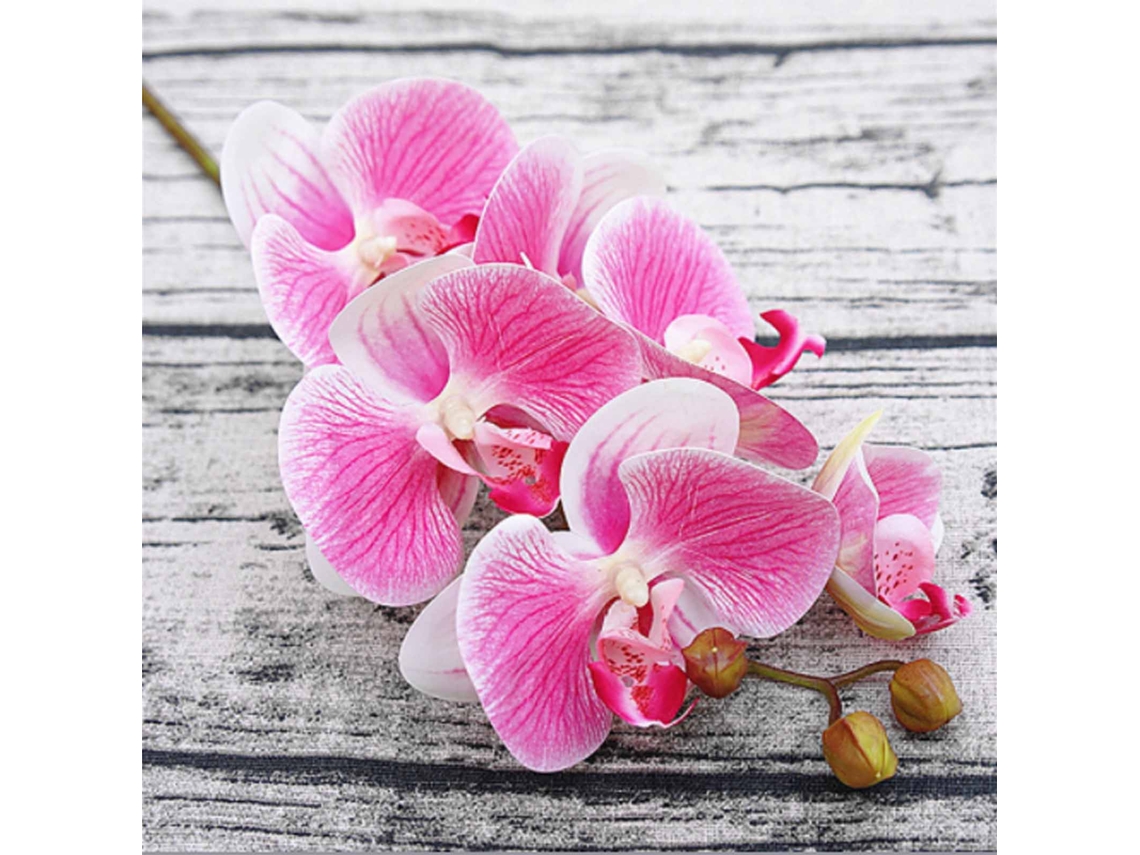 Phalaenopsis Simulada (simulação 3d, 6 Flores) Eoocoo