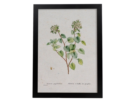 Póster NACNIC Natureza - 127. Pósters com ilustrações em aquarela de Pierre -Joseph Redouté.