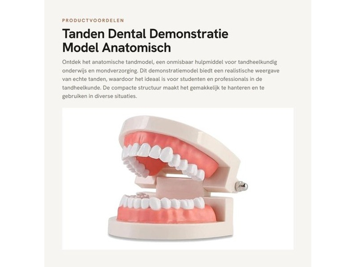 Model Anatomico De Dente - Modelo De Demonstração Odontológica - 28 Dentes Imóveis - Gengiva Suave - Materiais Duráveis - Ferramenta De Ensino/ajuda -