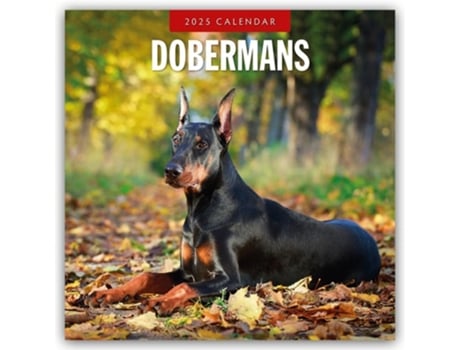 Livro Dobermans 2025 Square Wall Calendar de Red Robin (Inglês)