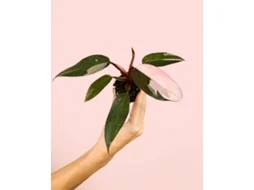 Princesa Pink Philodendron | Planta Natural De Interior Tropical E Decorativa | Pur Plant