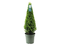 Pirâmide de azevinho | 1x Pirâmide Ilex crenata Jenny | 22 cm Ø diâmetro | 55 cm altura | Substituição de buxo | Plantas | Plantas de jardim