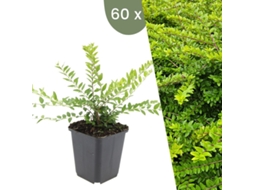 | 60 Plantas De Madressilva | Lonicera Nitida Maigrün | Cobertura Do Solo Hardy | Perenes Hardy | Plantas De Jardim Hardy Plants By Frank