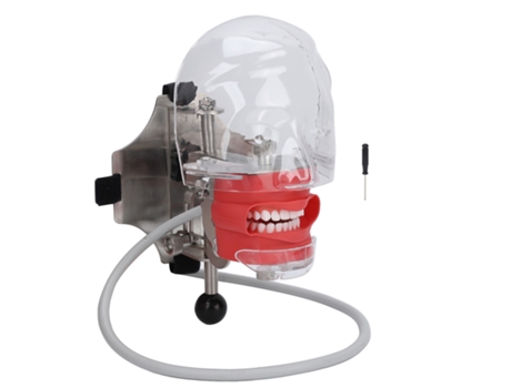 Modelo De Cabeça Dental Com Dentes Removíveis Para Educação Em Escolas De Odontologia E Demonstração Prática Rnemitery