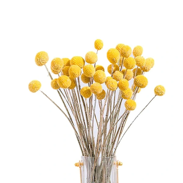 /ea/40 Unidades de Flores Craspedia Secas, Bolas de Flores Billy Button Secas BRILVIBERA