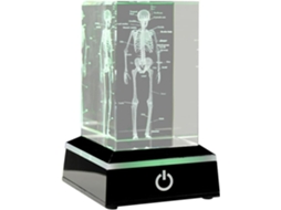Figuras De Esqueleto Humano Em 3d, Presentes Para Cientistas Da Área Médica, Modelo Anatômico De Órg Gokoco