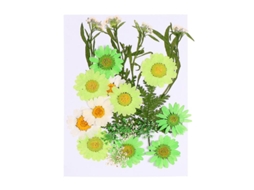 23 Unidades de Flor Seca ALLINLESS
